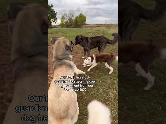 Our border collie gives our 170 lb livestock guardian dogs the cow dog treatment