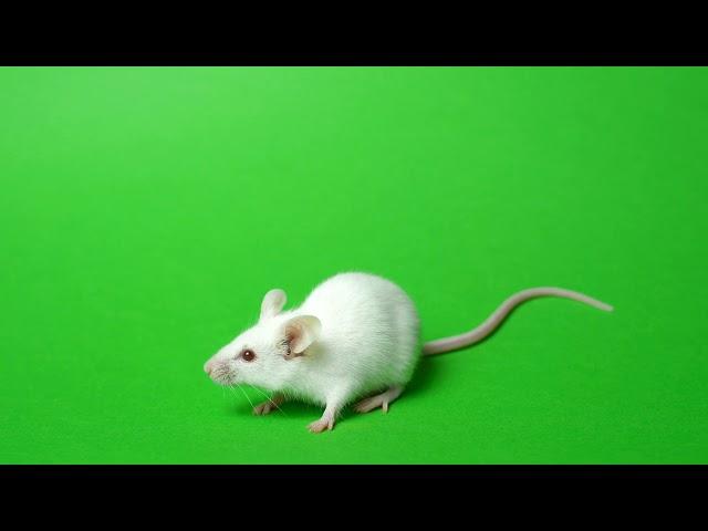 White Rat on a Green Screen