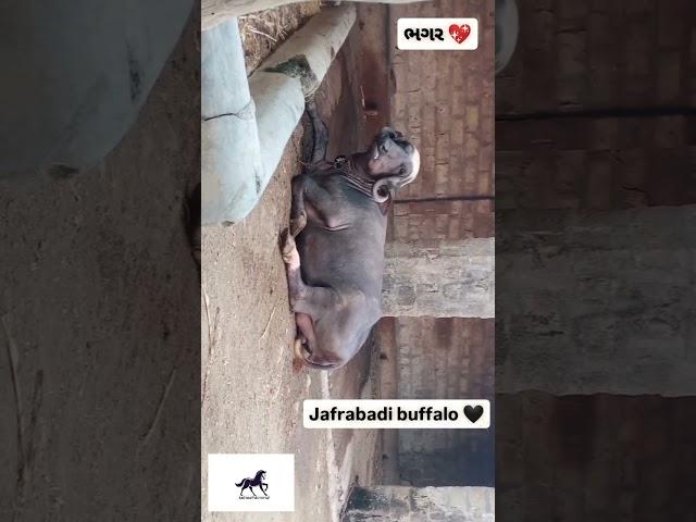 Bhagar #jafrabadibuffalo #buffallo #animalfarming #animalshorts #dairyfarm #farmlife