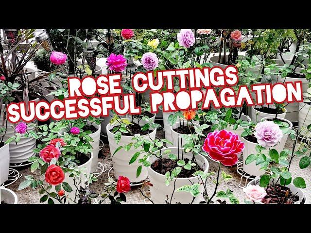 HOW TO GROW  ROSE CUTTINGS SUCCESSFUL PROPAGATION & some  Japan Secrets