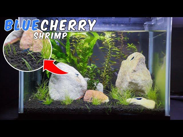 Blue Dream Cherry Shrimp tank! 25L - Low Tech Aquarium