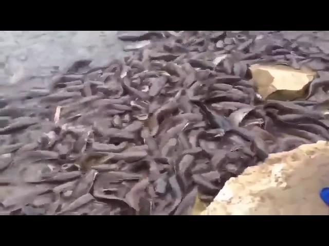 Amazing Fish Hunting 2018 | Worlds Most Satisfying Fishing video Ever 2018 | Must See *