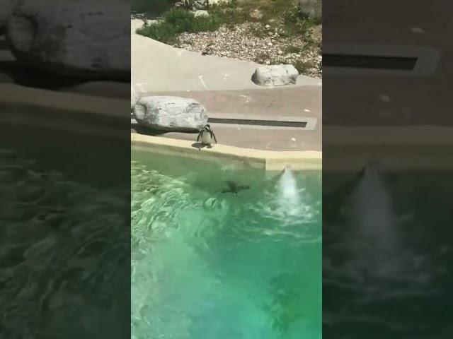 Penguin￼,Toronto zoo #penguin #zoo #shorts #swimming