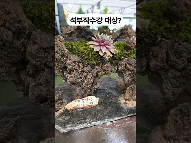 나이는 숫자에 불과하다 오늘의 석부작수강 대상?