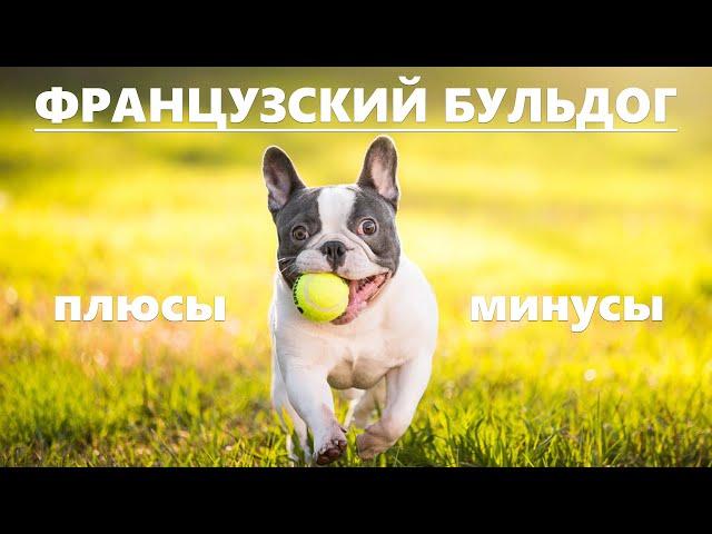 ФРАНЦУЗСКИЙ БУЛЬДОГ. Плюсы и минусы породы FRENCH BULLDOG