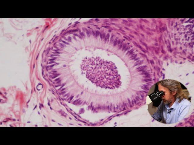 Histology of the epididymis and vas deferens