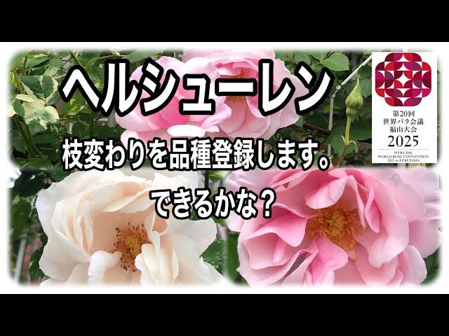 バラの枝変わりの品種登録　ヘルシューレンに白に近い薄ピンク色の花が咲きました。品種登録をしょうと思います。登録の出来るまでをシリーズにしてお届けします。　私だけのバラはドキドキワクワクですね。