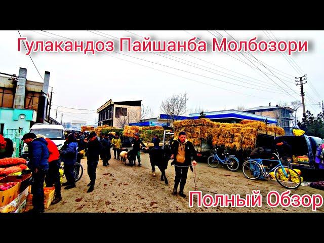 Гулакандоз Пайшанба Молбозори. Полный Обзор.15.02.2024.Бозор Зур Булди.