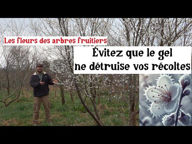 Fruit Trees & Late Jellies (Tips and Techniques for Success)