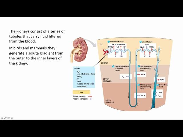 BCOR011WL Chpt 45 - EndocrineRegulation