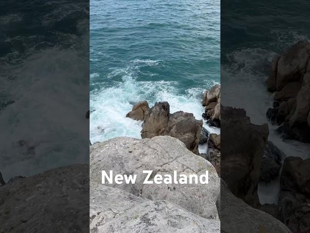 new Zealand #newzealand #shortvideo