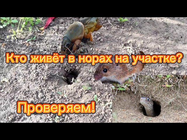 Норы на садовом участке. Кто их роет и живёт в них? Решили проверить!