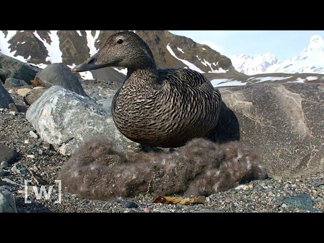 Гагачий пух/Eiderdown | Почему он такой дорогой?