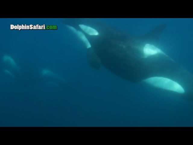 40 Killer Whales Seen Underwater From Captain Dave's Dolphin and Whale Safari