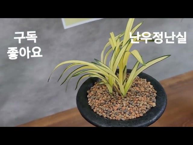 천향원 정기판매전 24년가을5탄   @춘란판매전 @춘란가격 @춘란전시회@춘란산채@천종가격