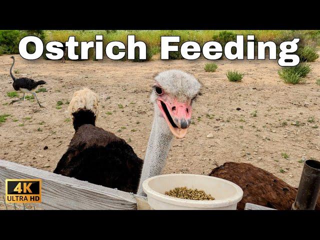 Feeding an OSTRICH: Up Close and Personal!