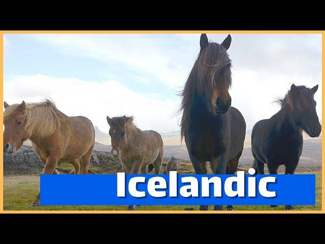 About The Icelandic Horse | DiscoverTheHorse