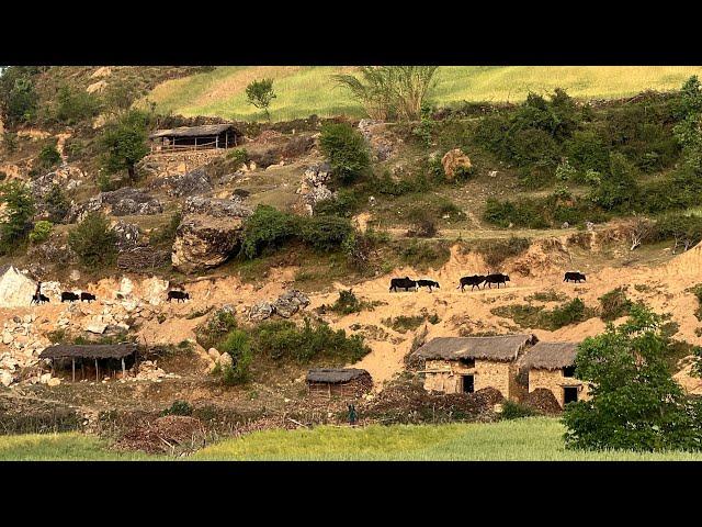 Very Simple and Beautiful Nepali Mountain Life || Very Happy Village Lifestyle || IamSuman