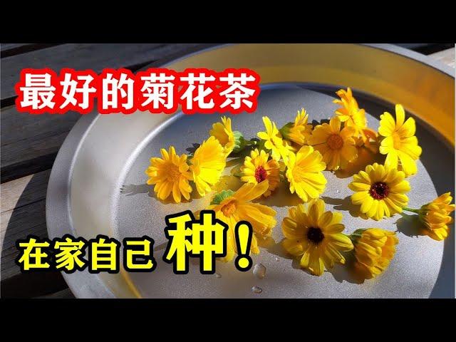 How to Grow Calendula officinalis?