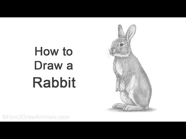 How to Draw a Rabbit (Standing)