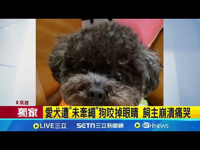 愛犬遭"未牽繩"狗咬掉眼睛! 飼主崩潰痛哭 "未牽繩狗"傷毛孩! 動保處:恐列攻擊性犬隻│記者 陳俞安 田居達│新聞一把抓20250623│三立新聞台