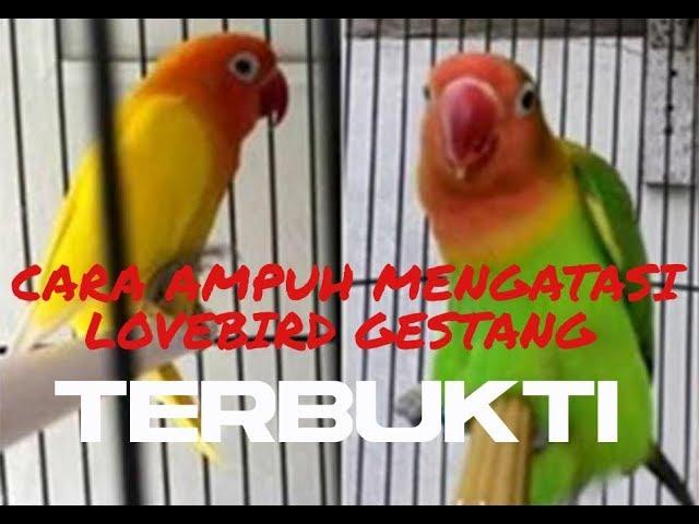 lovebird gestang atasi dengan cara ampuh ini