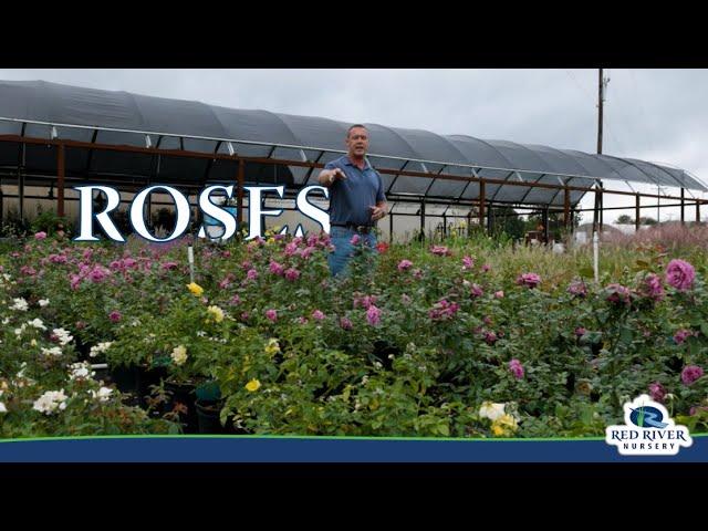 Knockout Roses at Red River Nursery in Paris, Texas