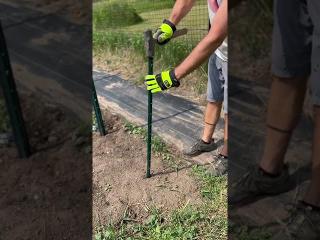 Trellising Tomatoes is Easy: Part 1 #diy #howto #education #learning #garden #gardening #plants