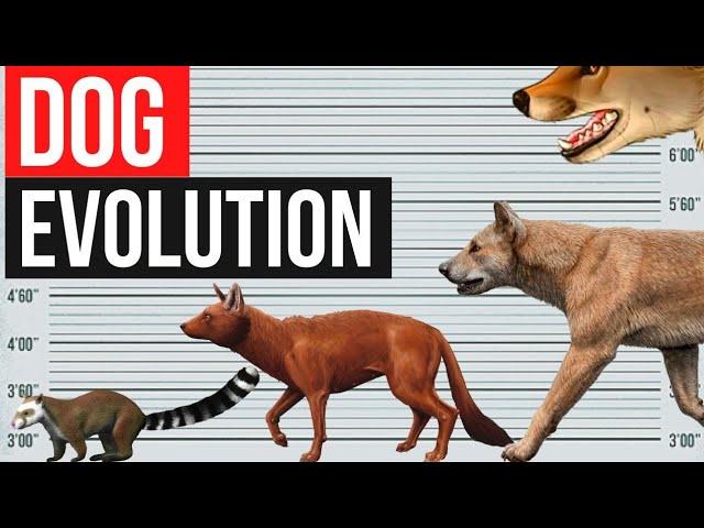 कैसे भेड़िया से तब्दील हुए कुत्ते? Dog evolution। By Amit facts। #shorts