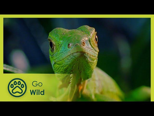 Caribbean: The Wild Side of Paradise - Wildest Islands - Go Wild