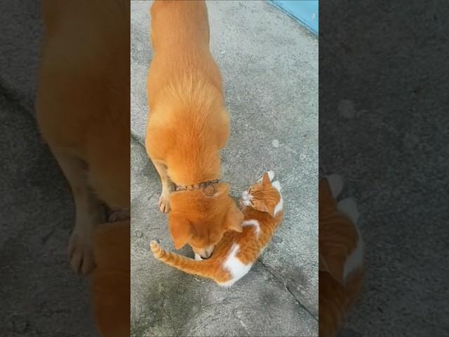 Funny dog sniffs the cat and turns away from the cat  #pets #cutedog #shortsvideo