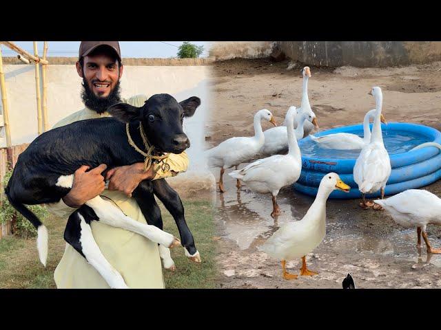 Mini Zoo Main Aya Cute Mehman  || Ducks Ko Swimming Karwa Di  ||