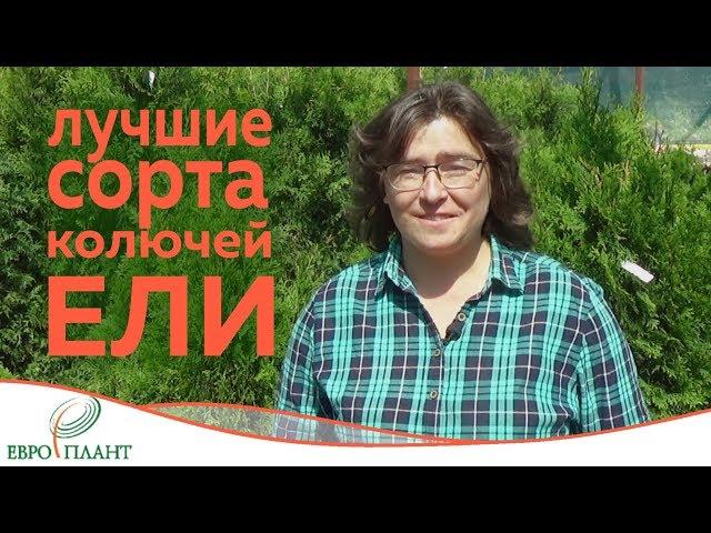 Ель - хит парад. Выпуск 2. Ель колючая