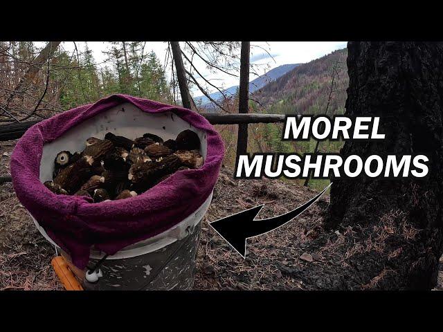 Searching for Morel Mushrooms in the Wilderness! A New Season Begins