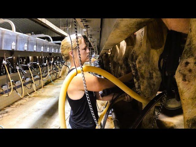 Milking Cows at 4am