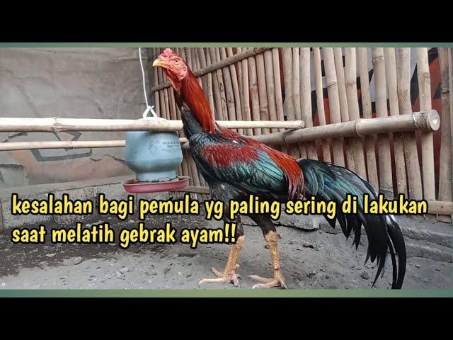 kesalahan yang paling sering di lakukan bagi para pemula yang baru bermain ayam!!