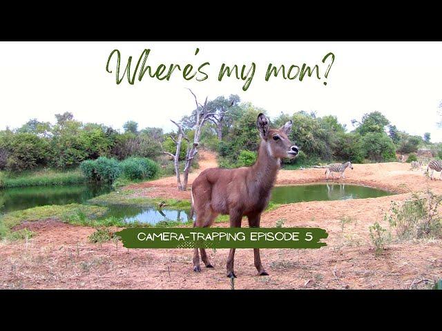 Which animals come to drink at this waterhole? | Camera-trapping Episode 5