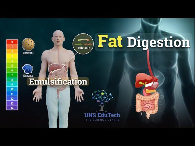 Fat Digestion and Emulsification - How Are Fats Lipids Digested