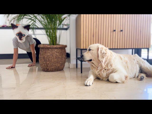 Golden Retriever Reaction to Owner in Cat Mask!