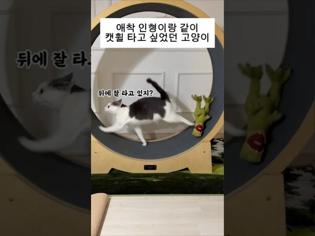 애착인형이랑 같이 캣휠 타고 싶었던 고양이