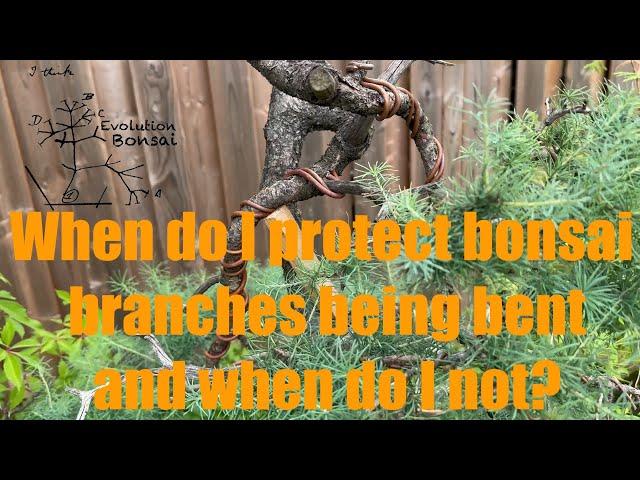 When do I protect branches being bent and when do I not?