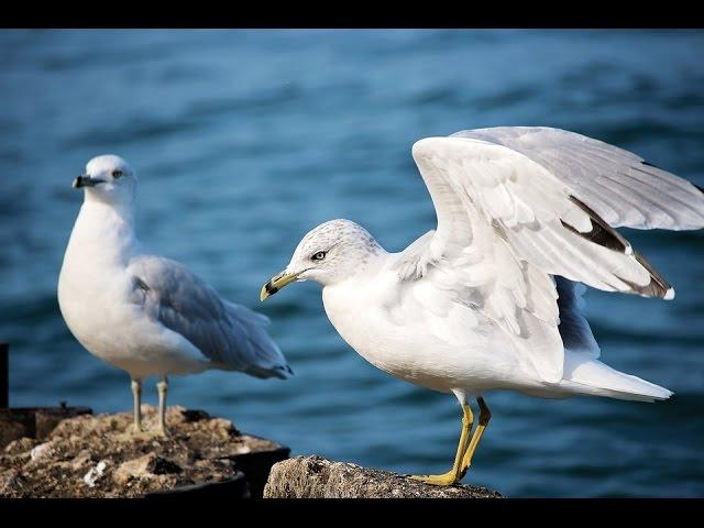  Full Audio-Book  Jonathan Livingston Seagull By Richard Bach Timeless Spiritual Classic