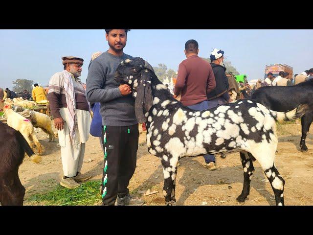 Sahiwal Bakra Mandi | Beetal Amritsari Bakre| Gaban Bakriyan| Mazhar Biba Official