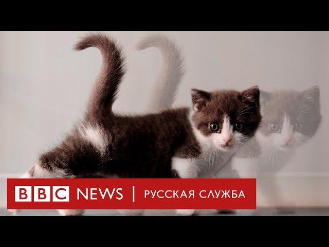 Клонированный кот