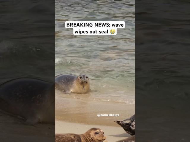 Wave wipes out seal! #seal
