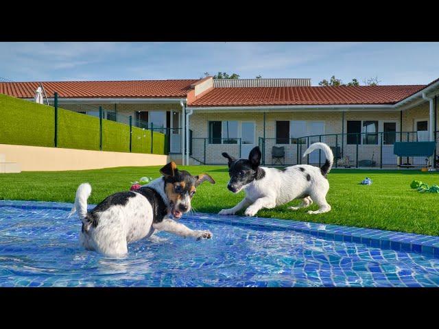 Giving Shelter Puppies Best Day Ever… Love Furry Friends Shelter