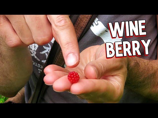 Wineberries! Foraging Invasively Delicious Berries in NYC - Weird Fruit Explorer