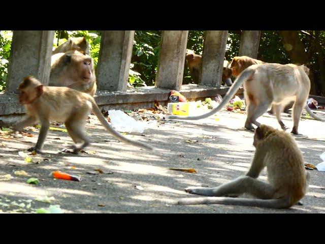 Macaque Monkey Action in wild #123