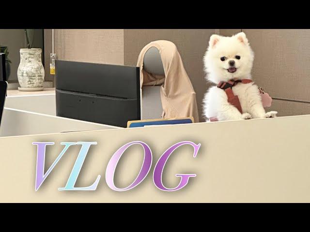 귀여운 강아지 친구들과 사무실 일상 브이로그 (강아지와 출근, 힐링, 감성, Puppy VLOG)