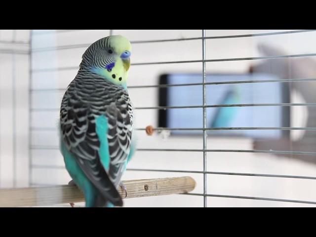 Parrot scream - I'm here